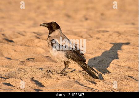 An einem sonnigen Abend steht eine Krähe auf dem Sand. Hochwertige Fotos Stockfoto