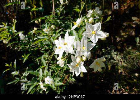 Jasminblütige Nachtschatten (Solanum laxum, SYN.: Solanum jasminoides), auch Kartoffelstrauch Stockfoto