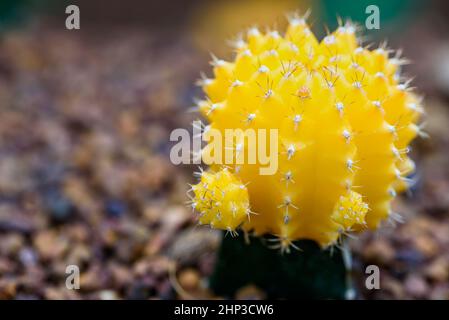 Nahaufnahme farbenfrohe kleine Kaktuspflanze mit schöner gelber Blütenblüte auf dem Baum von Ruby Ball, gepfropftem Kaktus oder Mondkaktus, Makro von Gymnocalyc Stockfoto