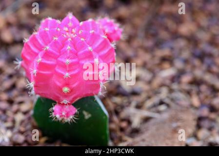 Nahaufnahme farbenfrohe kleine Kaktuspflanze mit wunderschöner rosa Blütenblüte auf dem Baum von Ruby Ball, gepfropften Kakteen oder Mondkakteen, Makro von Gymnocalyciu Stockfoto