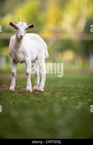 Niedliche Ziegen auf einem Bio-Bauernhof, glücklich aussehend, grasen im Freien - respektvolle Tierhaltung Stockfoto