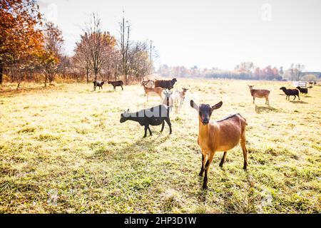 Niedliche Ziegen auf einem Bio-Bauernhof, glücklich aussehend, grasen im Freien - respektvolle Tierhaltung Stockfoto