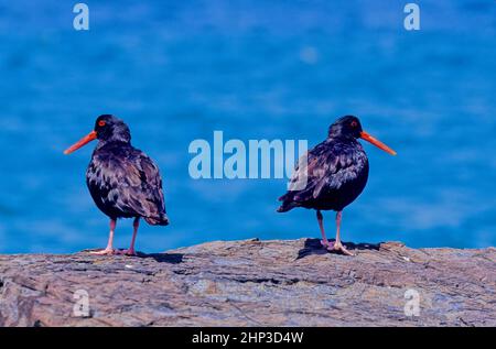 Der schwarze Austernfischer Haematopus bachmani ist ein auffälliger schwarzer Vogel, der an der Küste des westlichen Nordamerikas gefunden wurde. Stockfoto