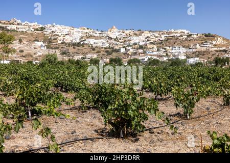 Assyrtiko - einheimische Weintraube auf dem Weinhof auf der Insel Santorini, Griechenland Stockfoto
