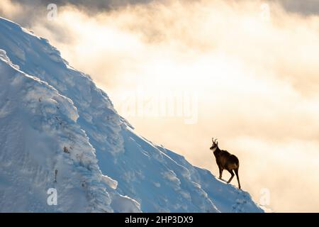 tatra-Gämsen, rupicapra rupicapra tatrica, bewegen sich auf Eis in der Winterlandschaft. Wilde Ziege, die in Wolken auf verschneiten Hängen läuft. Apline Tier mit Hörnern in w Stockfoto