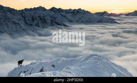 Tatra-Gämsen, rupicapra rupicapra tatrica, Wandern auf verschneiten Bergen in epischer Landschaft. Umriss einer wilden Ziege, die auf einem weißen Gipfel in Wolken schaut. Alpine h Stockfoto