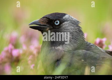 Detail der westlichen Dohle, Koloeus monedula, starrend in Blütenblumen. Schwarzer Vogel, der in blühenden Wildblumen in Nahaufnahme schaut. Porträt eines dunklen Flügels Stockfoto