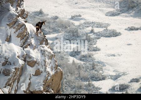 Tatra-Gämsen, rupicapra rupicapra tatrica, Klettern felsigen Berghang mit Schnee bedeckt und Blick nach unten. Wildes Säugetier mit Hörnern und dunkler Pelzbeobacht Stockfoto