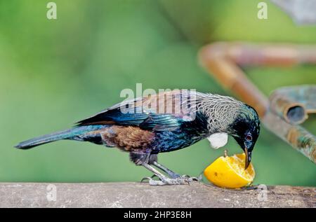 Der tūī Prosthemadera novaeseelandiae ist ein ausgelassener mittelgroßer Vogel aus Neuseeland. Sie ist blau, grün und bronzefarben mit einem unverwechselbaren Stockfoto