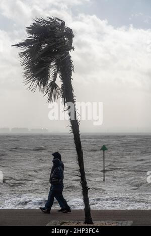 Southend on Sea, Essex, Großbritannien. 18th. Februar 2022. Der Sturm Eunice hat die Stadt an der Themse getroffen und einige Schäden verursacht, die die Menschen an die Küste locken. Spaziergänger, die an Palmen vorbeilaufen, die sich im Wind beugen, durch schwere See Stockfoto