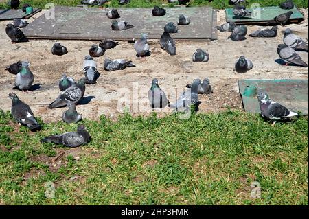 Eine Taubenschar sitzt auf einer Betonplatte. Hochwertige Fotos Stockfoto