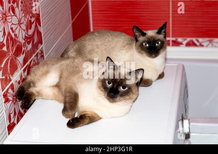 Schönes Ehepaar Thai Katze und Katze im Badezimmer auf der Waschmaschine, Katzen, Kätzchen und Katzen im Haus, Haustiere ihre Fotos und ihre lif Stockfoto