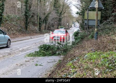 Sawbridgeworth, Hertfordshire. 18. Februar 2022. Fahrer, die aufgrund von Sturm Eunice auf der Harlow Road einem gefallenen Baum ausweichen müssen. Fotograf: Brian Duffy Stockfoto