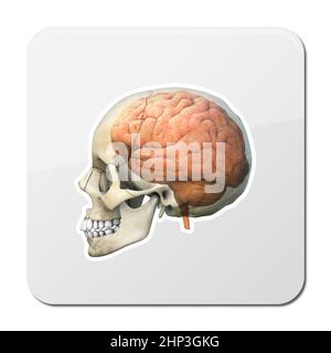 Männlicher Schädel mit Gehirn, das durch transparenten Schädel zeigt.3D Render, Icon Stockfoto