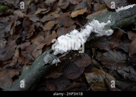 Haareis auf Totholz Stockfoto