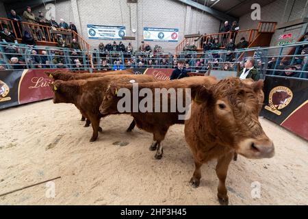 Luing Cattle, eine robuste schottische einheimische Rinderrasse, wird in einem Verkaufsring in Castle Douglas, Schottland, Großbritannien, verkauft. Stockfoto