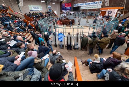 Luing Cattle, eine robuste schottische einheimische Rinderrasse, wird in einem Verkaufsring in Castle Douglas, Schottland, Großbritannien, verkauft. Stockfoto