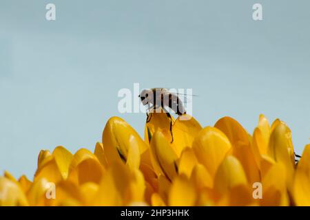 Gelbe Krokus mit Honigbiene - Frühlingsblumen mit blauem Hintergrund Stockfoto