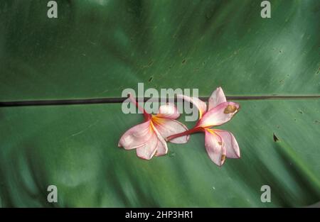 Orchideenblüten in einem Garten in der Stadt Kuala Lumpur in Malaysia. Malaysia, Kuala Lumpur, Januar 2003 Stockfoto