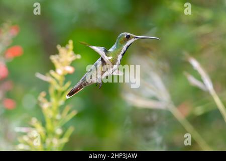 Der helle weibliche Schwarzkehlige Mango-Kolibri Anthracothorax Nigricollis schwebt in einem Garten mit verschwommenem Hintergrund. Stockfoto