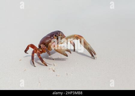 Behaartes bein Berg Krabbe am Strand auf Similan Insel Stockfoto