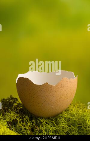 Die untere Hälfte eines gebrochenen braunen Hühnereis auf einem moosigen grünen Hintergrund Stockfoto