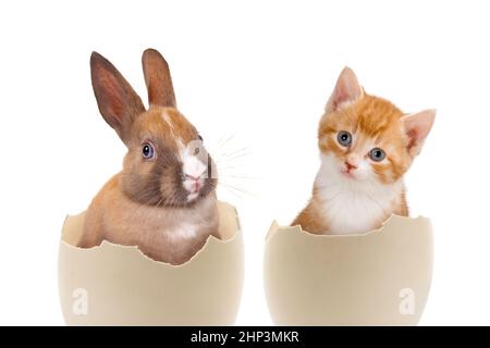 Osterbild eines süßen kleinen Kätzchens und eines jungen Kaninchens, das in einem zerbrochenen Ei sitzt Stockfoto