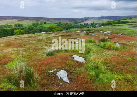 Blick über North Your Moors mit blühenden Gräsern, Baumwollgras, Bäumen und Schafen auf der Weide am hellen, bewölkten Morgen in der Nähe von Goathland, Yorkshire, Großbritannien. Stockfoto