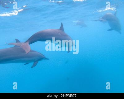 Schar von Delfinen, die im blauen Wasser in der Nähe von Mafushi Island auf den Malediven spielen. Stockfoto