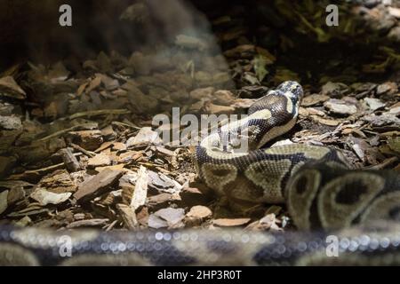 Royal Python Schlange kriecht auf Dschungelboden Stockfoto