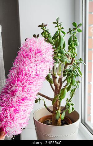 Person Hand Verwenden Sie Microfaser-Staubwedel, um die Blätter der Crassula Ovata-Pflanze zu stauben und reinigen Sie die Blume zuhause von Staub. Stockfoto