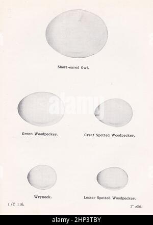 Vintage Illustration aus dem Buch 'die Vögel der Britischen Inseln und ihre Eier' von T. A Coward - Bird Eggs. Stockfoto