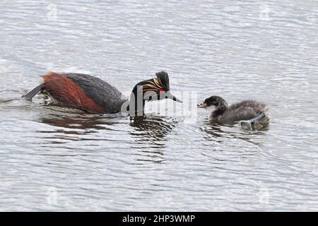 Ein Ohrtaucher und Küken schwimmen im grauen Wasser. Stockfoto