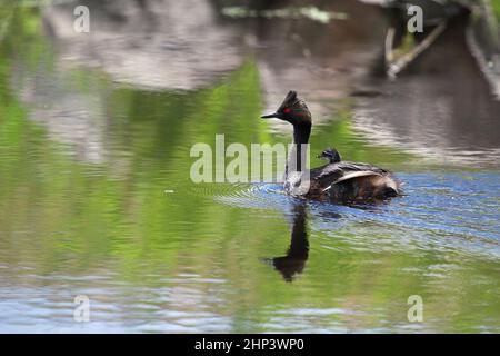 Ein Ohrreiher mit einem Entlein auf dem Rücken. Stockfoto