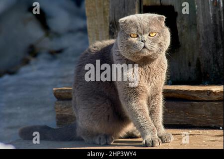 Ein Schotte sitzt auf einem Brett und sonnt sich in der Sonne. Hochwertige Fotos Stockfoto