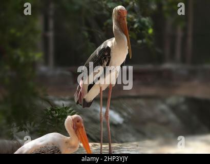 Gemalter Storch gemalte Storch Natur Vögel. Mit unscharfen Hintergrund Stockfoto