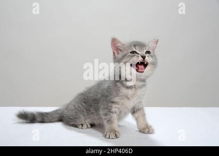 Ein grau gestreiftes, reinrassiger Kätzchen sitzt auf weißem Hintergrund. Hochwertige Fotos Stockfoto