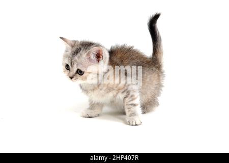 Ein grau gestreiftes, reinrassiger Kätzchen sitzt auf weißem Hintergrund. Hochwertige Fotos Stockfoto