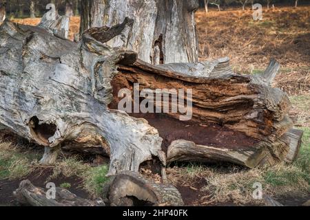 Großer alter gefallener Baum, der innen verrottet Stockfoto