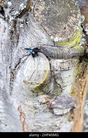 Eine wunderschöne blaue Holzbiene arbeitet am Stamm eines alten Baumes. Stockfoto