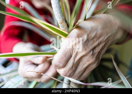 Hände einer älteren Frau, die die Dracaena-Zimmerpflanze aus nächster Nähe fixiert Stockfoto