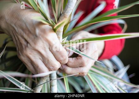 Hände einer alten Frau, die den Stamm der Zimmerpflanze aus nächster Nähe zusammenbinden Stockfoto