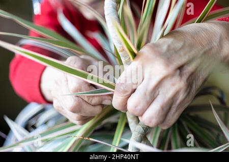 Hände einer älteren Frau, die den Stamm der Dracaena-Zimmerpflanze aus nächster Nähe fesseln Stockfoto