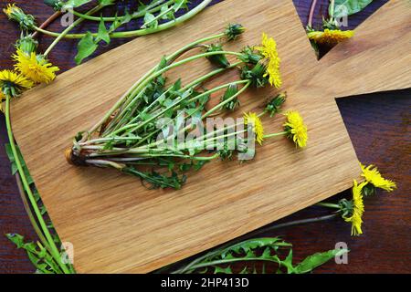 Frische ganze Delelionpflanze mit Wurzeln, Blume und Blättern auf einem Holztisch, bereiten Sie sich auf Tee vor. Herbalismus Konzept, alternative Medizin . Stockfoto