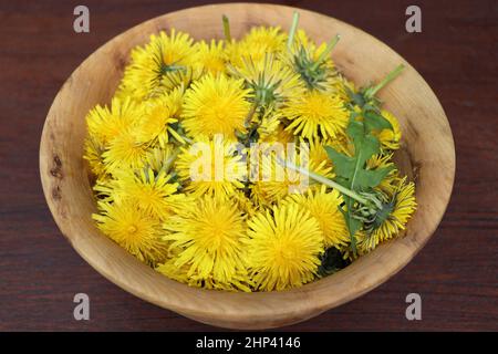 Der Dandelion blüht in einer Holzschale. Frühling oder Herbalismus Konzept . Stockfoto