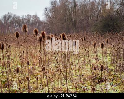 Dichte Teelöffel-Saatköpfe im Barlow Common Nature Reserve, North Yorkshire, England Stockfoto