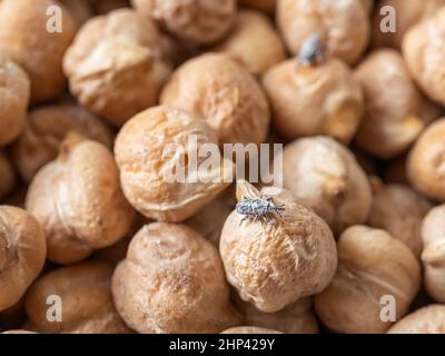 Kornkrautkrautkrautbmakro auf Kichererbsen. Der Weizenkäfer Sitophilus granarius verbreitete sich auf rohen Kichererbsen. Getreidepest befallen ein gelagertes Hülsenfrüchte. Verderb der Speisen. Stockfoto