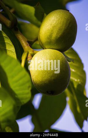 Reife grüne Walnüsse wachsen auf einem Baum. Schließen Stockfoto