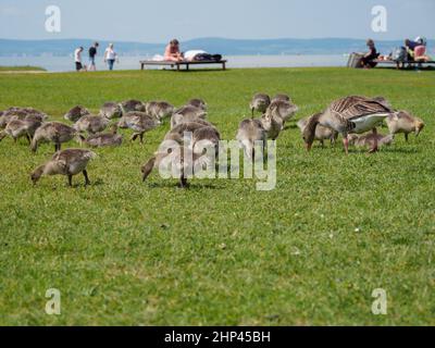 Eine Entenfamilie mit einer großen Anzahl von Nachkommen genießt die üppige Liegewiese am Seeufer. Stockfoto