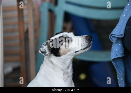 Ein hübscher Hund sieht seiner Herrin aufmerksam nach. Stockfoto